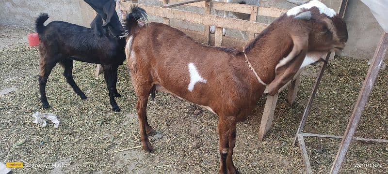 Goats(3) for Sale 5