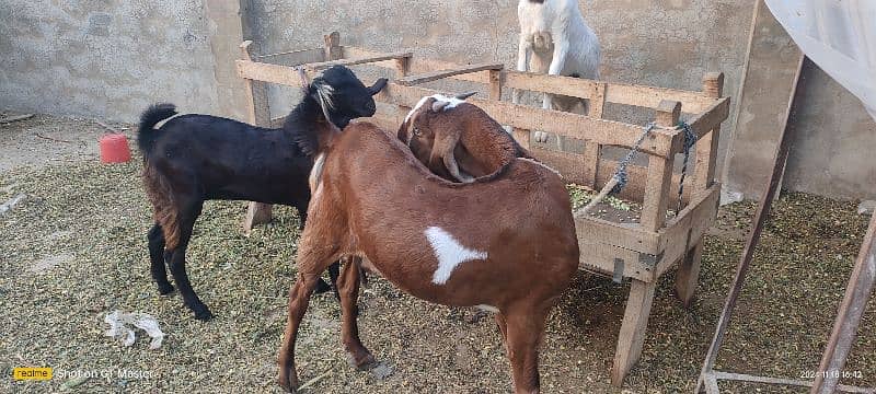 Goats(3) for Sale 6