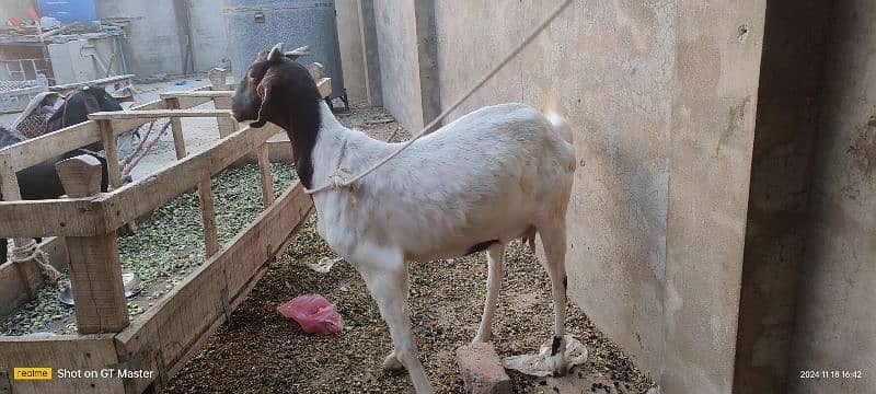 Goats(3) for Sale 8