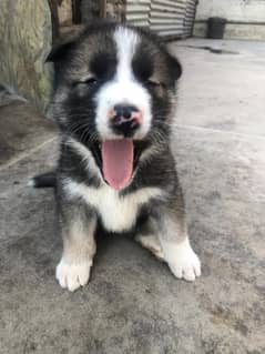 American Akita Pups Male & Female