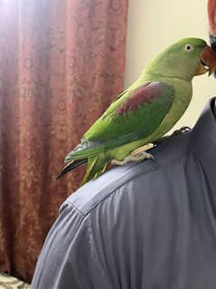 Parrot Row age 2 year (female)