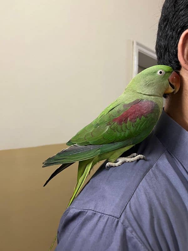 Parrot Row age 2 year (female) 1