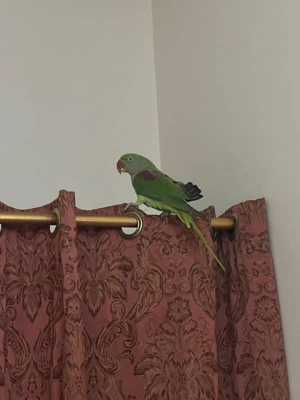 Parrot Row age 2 year (female) 2