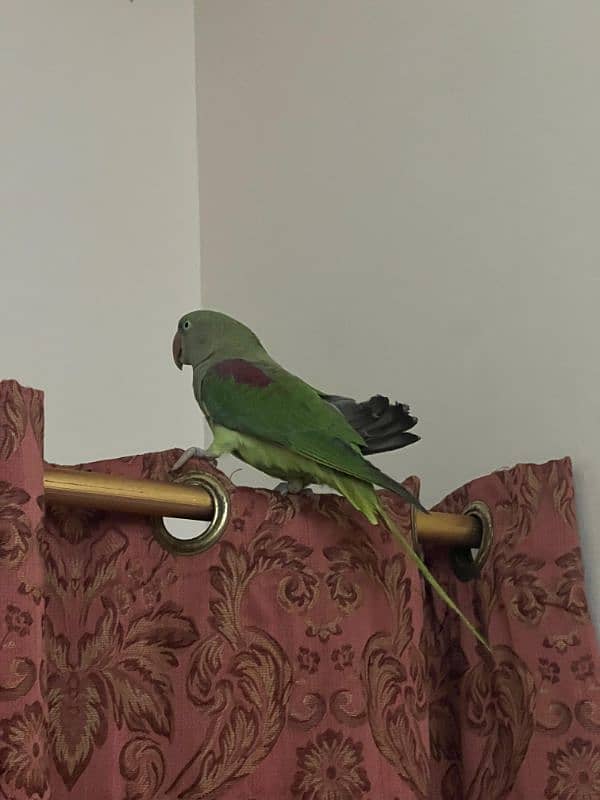 Parrot Row age 2 year (female) 3