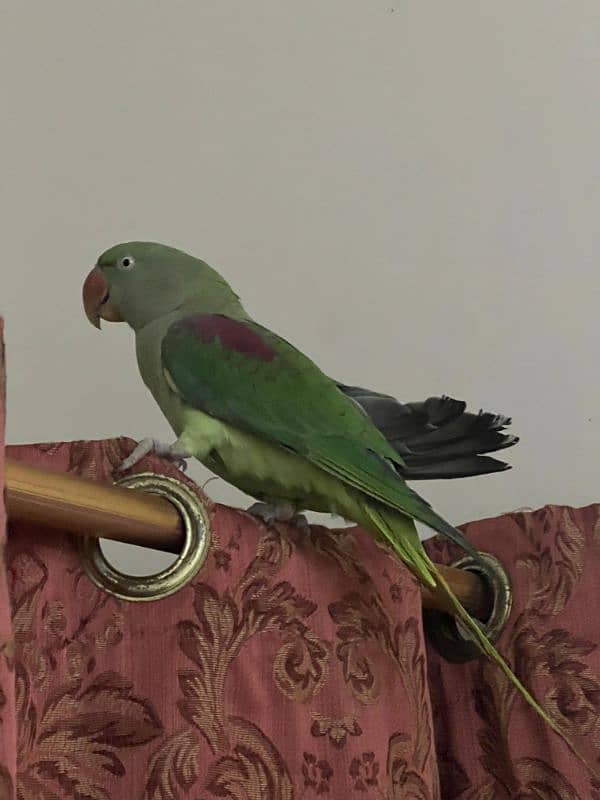 Parrot Row age 2 year (female) 4