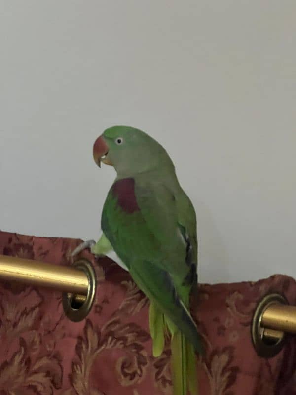 Parrot Row age 2 year (female) 5