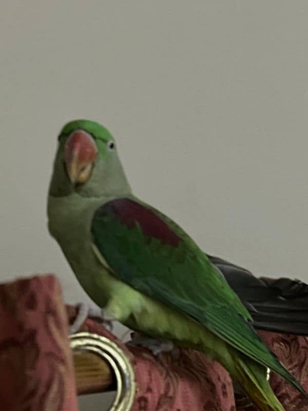 Parrot Row age 2 year (female) 6