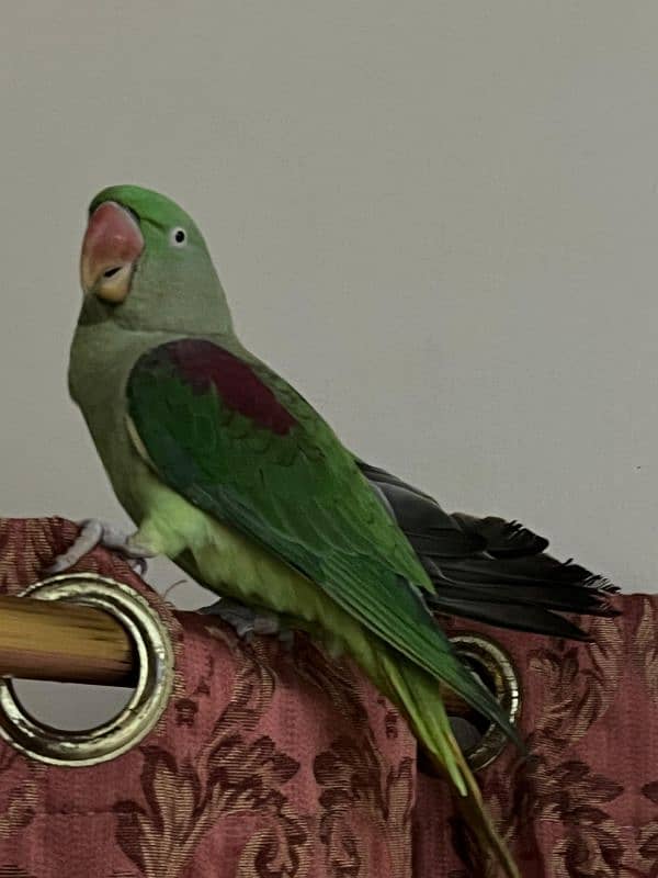 Parrot Row age 2 year (female) 7