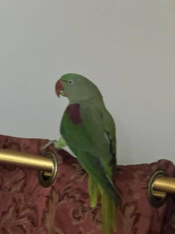 Parrot Row age 2 year (female) 8