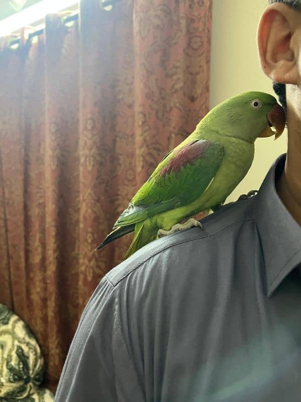 Parrot Row age 2 year (female) 9