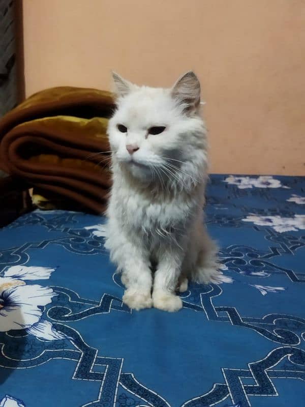 Persian female cat triple coat age 8 months vaccinated 1