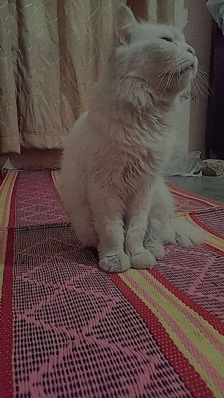 Persian female cat triple coat age 8 months vaccinated 2