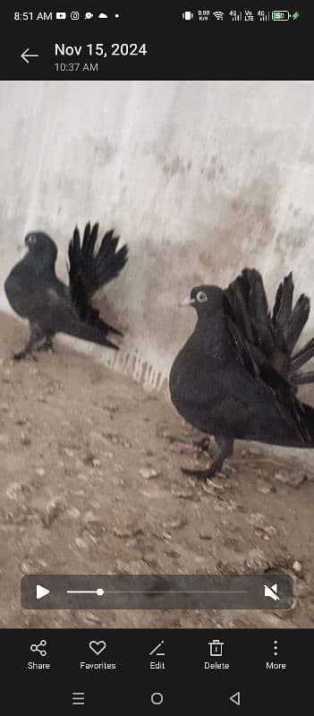 confirm breeder saddle pair and 1 black patha pair 2