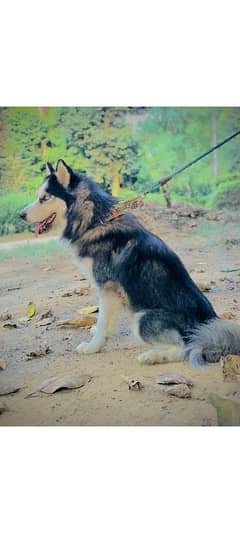 MALE HUSKY WOOLY