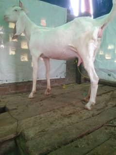 pure Rajanpuri bakri