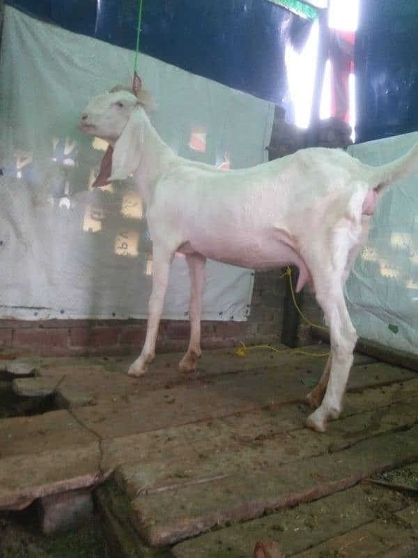 pure Rajanpuri bakri 1