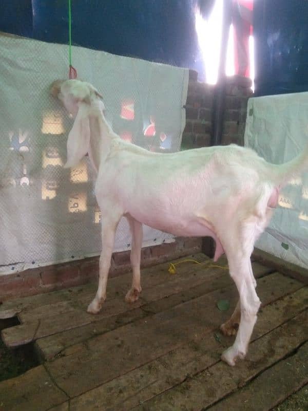 pure Rajanpuri bakri 2