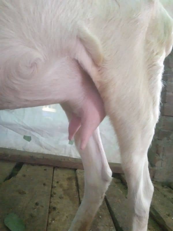 pure Rajanpuri bakri 3