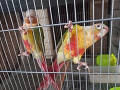 red factor conure pair parrot /birds