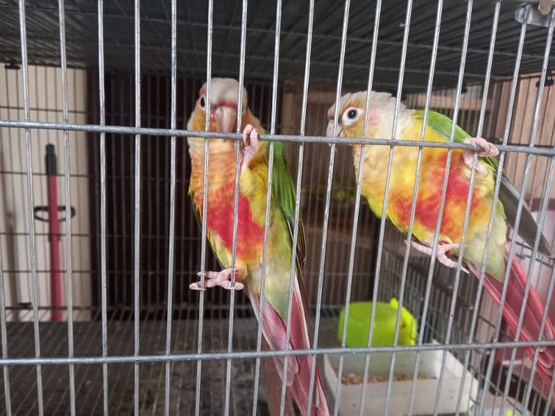 red factor conure pair parrot /birds 3