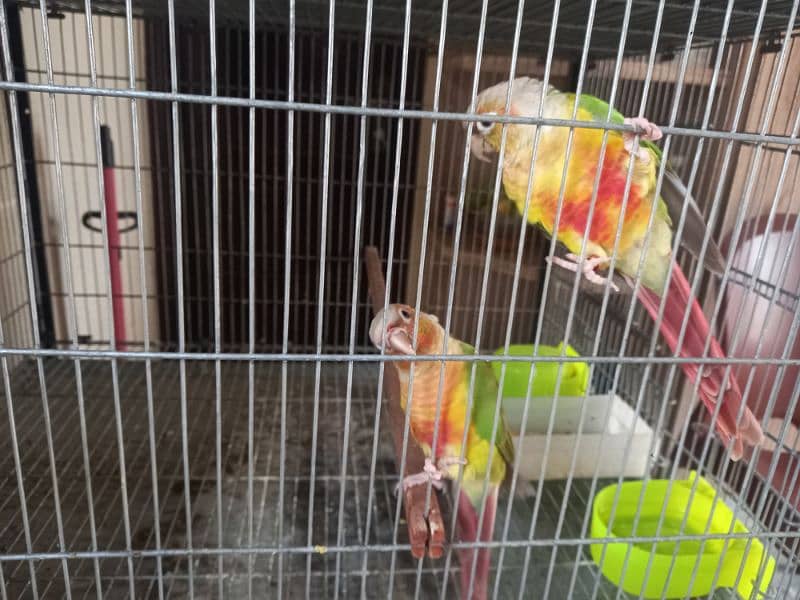 red factor conure pair parrot /birds 5