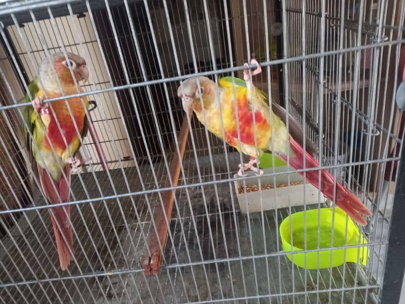 red factor conure pair parrot /birds 6