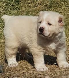 King alabai dog male 2 months for sales imported breed alabai dog