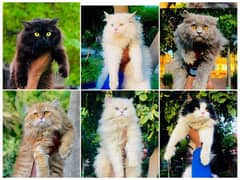 Persian hamalian british punch face piki face cat's and kitten's