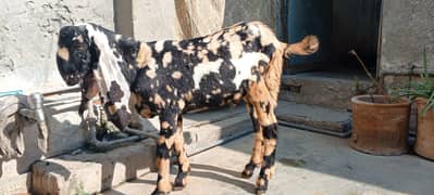 Bakra for sale whats app 03466973574