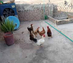 4 Hens and 2 Cocks for Sale (Cocks age 1.5 years and Hens age 1 year)