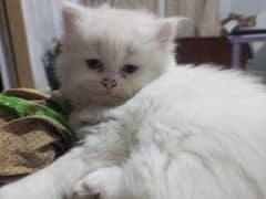 Persian kitten triple coated high quality