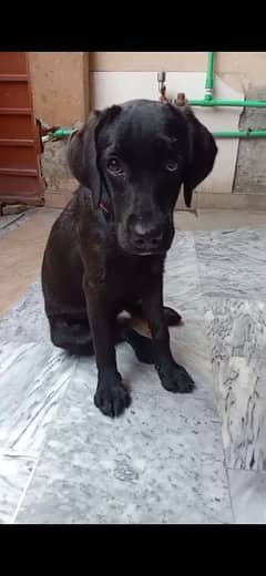 Black Female Labrador Puppy