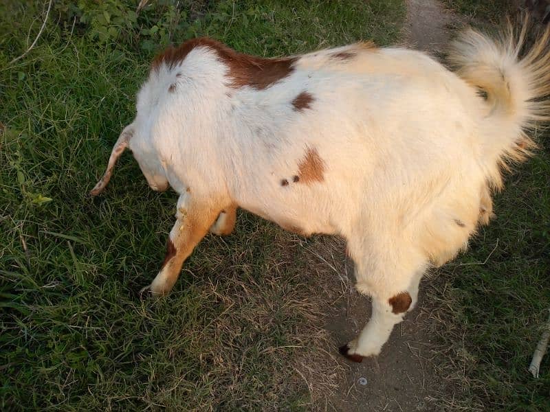 Tedda Bakra 2