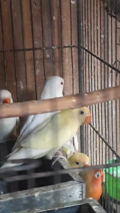 Decino Creamino and Albino red eye pathay available for sale