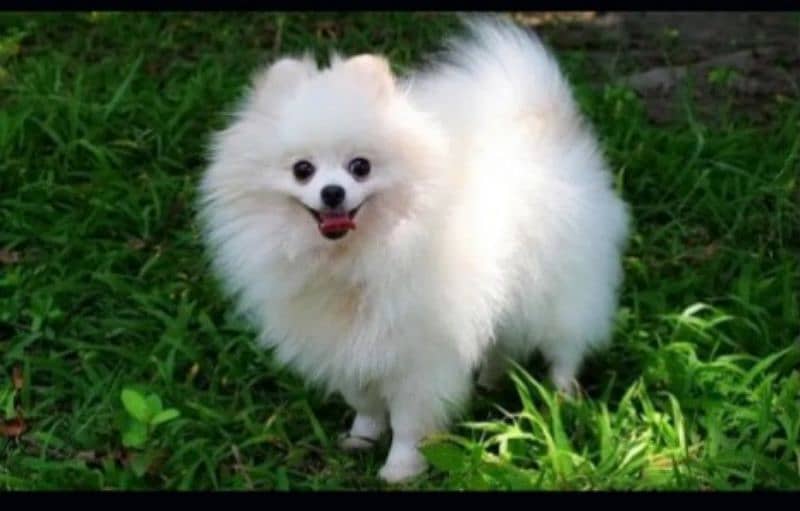 Pomeranian 0