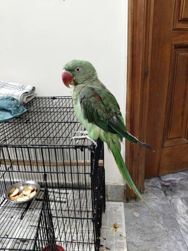 Alexandrine Parakeet Talking Parrot 0