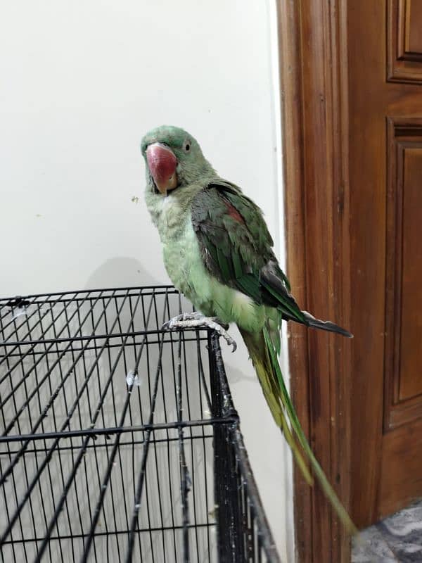 Alexandrine Parakeet Talking Parrot 1