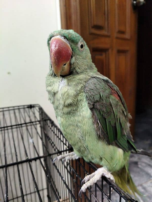 Alexandrine Parakeet Talking Parrot 2