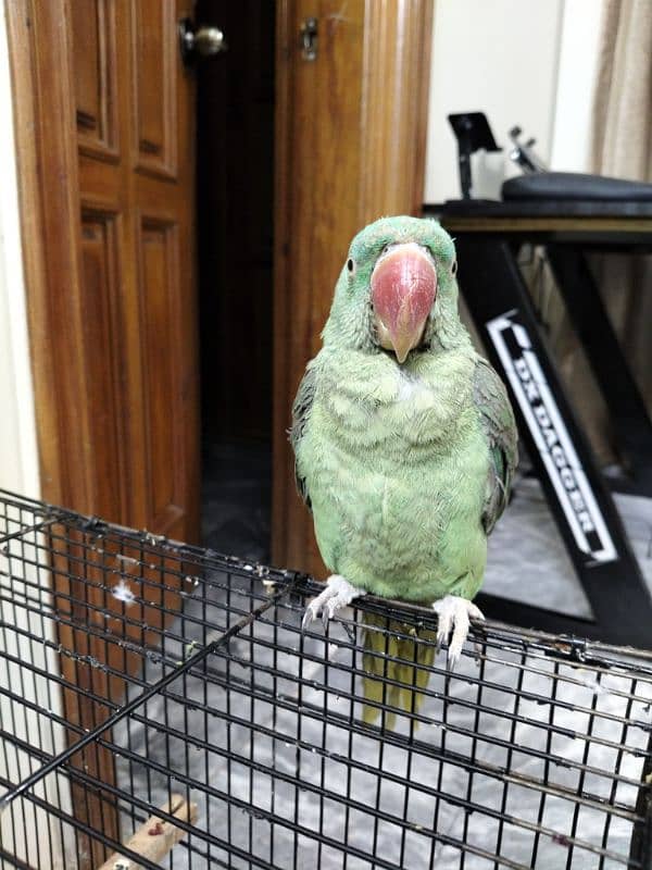 Alexandrine Parakeet Talking Parrot 3