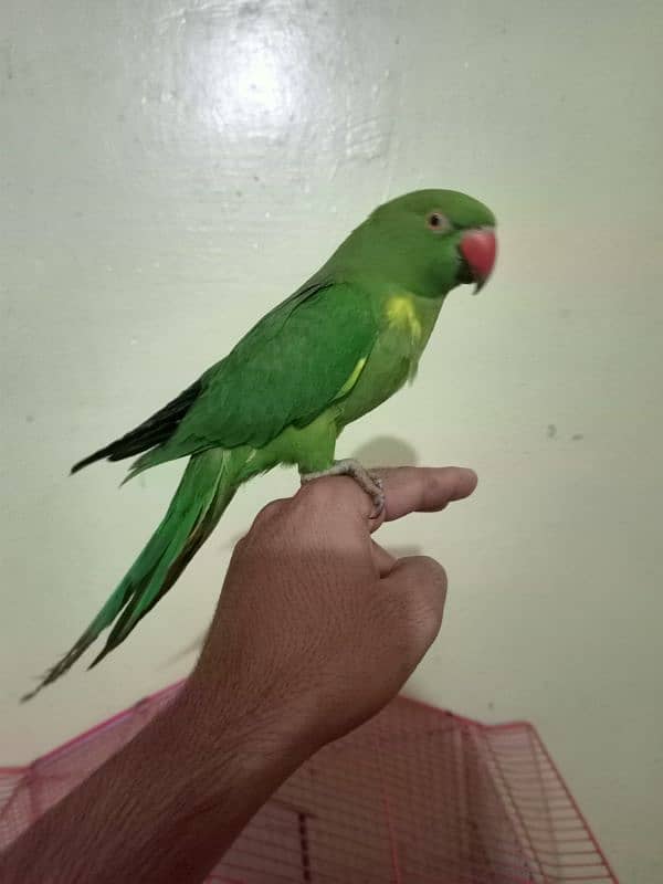 Green ringneck parrot 0