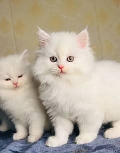 Persian cat for sale my WhatsApp number 03271180542