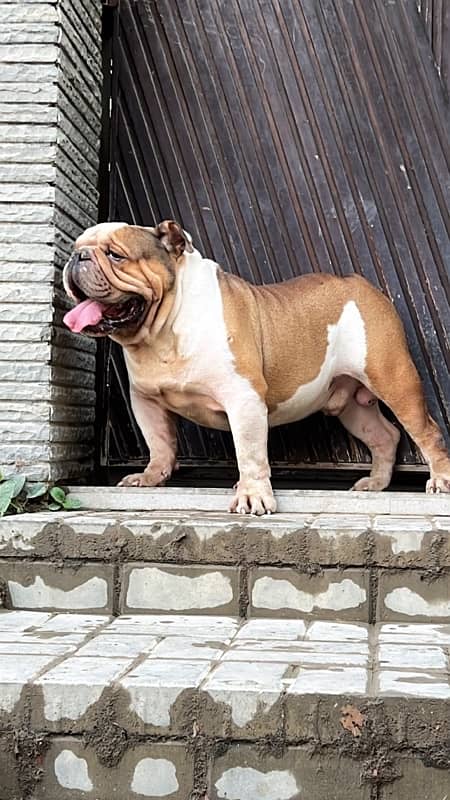 British Bulldog 1