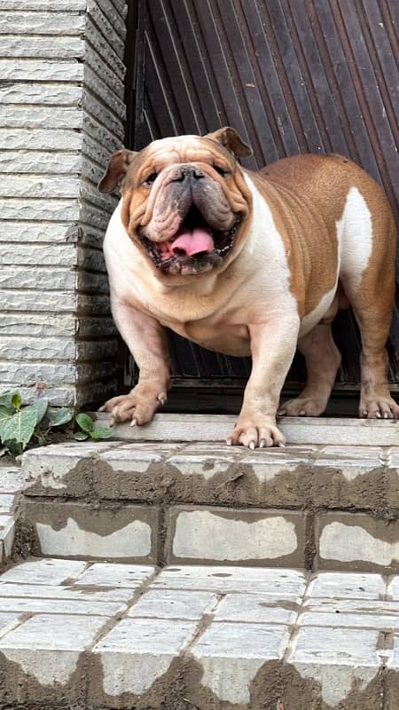 British Bulldog 2