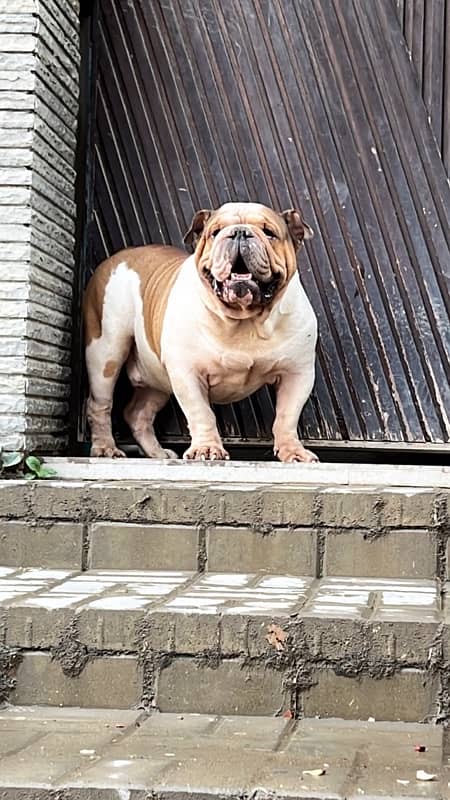 British Bulldog 3