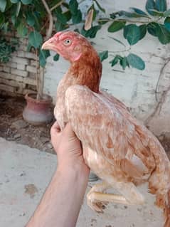 Aseel mianwali murgi for sale