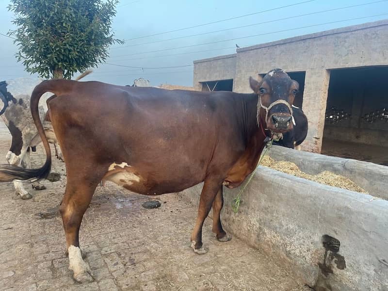 jersy cow for sale 0