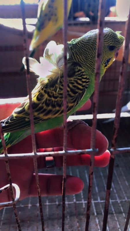 Australian budgies and Hogoromo double flower 1