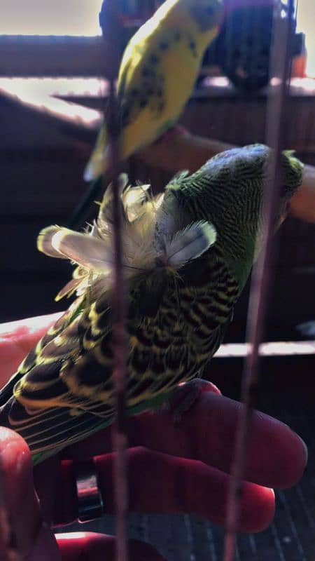 Australian budgies and Hogoromo double flower 2