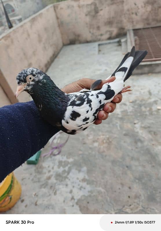 sath Vali + Rampuri Tady female for sale 0