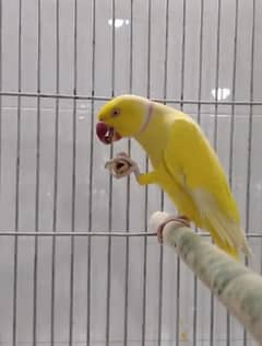 raw parrot for salem my whatsapp number 03271180542